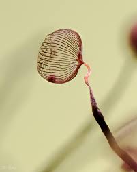 Attēlu rezultāti vaicājumam “Cribraria purpurea stalked”