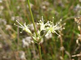 Attēlu rezultāti vaicājumam “Silene otites fruit”