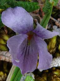 Attēlu rezultāti vaicājumam “Viola epipsila flower”