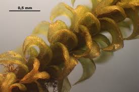 Attēlu rezultāti vaicājumam “Paludella squarrosa”