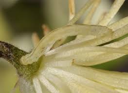 Attēlu rezultāti vaicājumam “Chloroclystis v-ata”