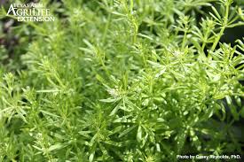 Attēlu rezultāti vaicājumam “Cribraria atrofusca stalked”