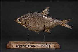 Attēlu rezultāti vaicājumam “Abramis brama”