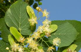 Attēlu rezultāti vaicājumam “Tilia platyphyllos subsp. cordifolia flower”
