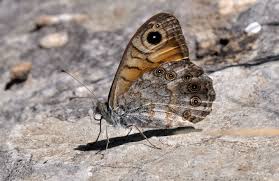 Attēlu rezultāti vaicājumam “Lasiommata maera underside”