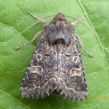 Attēlu rezultāti vaicājumam “Tholera cespitis”