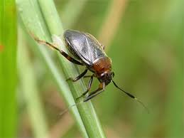 Attēlu rezultāti vaicājumam “Capsus ater”