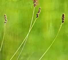 Attēlu rezultāti vaicājumam “Carex diandra”