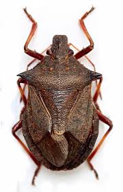 Attēlu rezultāti vaicājumam “Picromerus bidens”