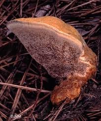 Attēlu rezultāti vaicājumam “Onnia triquetra”