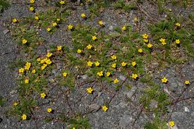Attēlu rezultāti vaicājumam “Potentilla arenaria bud”