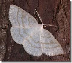 Attēlu rezultāti vaicājumam “Cabera exanthemata”