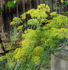 Image result for Dill