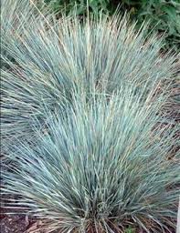 Attēlu rezultāti vaicājumam “Koeleria glauca flower”