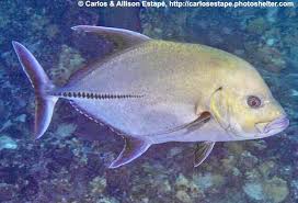 Image result for Caranx lugubris