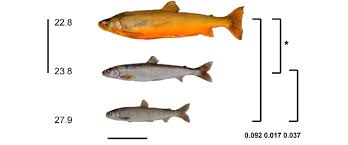 Image result for Salvelinus alpinus taranetzi