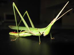 Attēlu rezultāti vaicājumam “Acrididae”