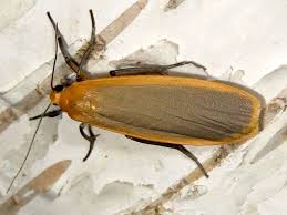 Attēlu rezultāti vaicājumam “Eilema depressa”