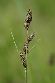 Attēlu rezultāti vaicājumam “Carex hartmanii”