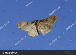 Attēlu rezultāti vaicājumam “Hypomecis punctinalis”