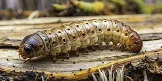 Attēlu rezultāti vaicājumam “Harminius undulatus”