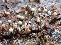 Attēlu rezultāti vaicājumam “Cribraria violacea”