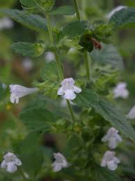 Image result for Melissa officinalis