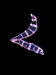 Attēlu rezultāti vaicājumam “Carex appropinquata leaf”