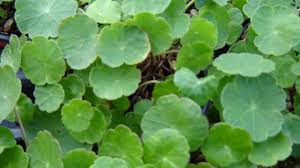 Attēlu rezultāti vaicājumam “Hydrocotyle vulgaris”