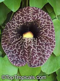 Attēlu rezultāti vaicājumam “Aristolochia durior flower”