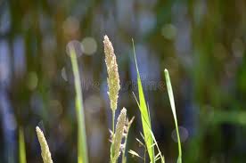 Attēlu rezultāti vaicājumam “Holcus lanatus  fruit”