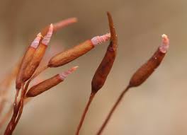 Attēlu rezultāti vaicājumam “Barbula unguiculata macro”