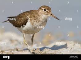 Attēlu rezultāti vaicājumam “Actitis hypoleucos adult”