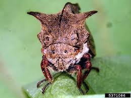 Attēlu rezultāti vaicājumam “Centrotus cornutus”