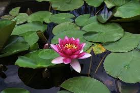 Attēlu rezultāti vaicājumam “Nymphaea candida leaf”