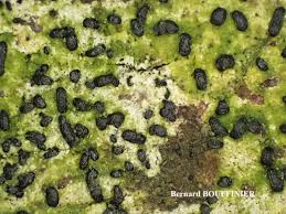 Attēlu rezultāti vaicājumam “Alyxoria varia”