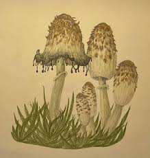 Attēlu rezultāti vaicājumam “Coprinus comatus”
