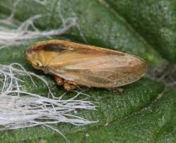 Attēlu rezultāti vaicājumam “Aphrophoridae nymph”