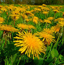 Attēlu rezultāti vaicājumam “Taraxacum officinale aggr. fruit”