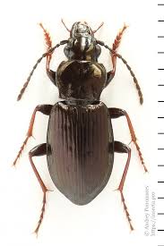 Attēlu rezultāti vaicājumam “Pterostichus oblongopunctatus”