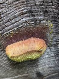 Attēlu rezultāti vaicājumam “Stemonitis flavogenita”