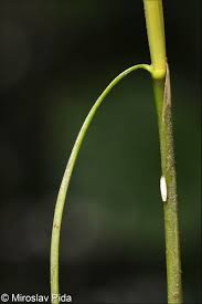 Attēlu rezultāti vaicājumam “Stuckenia pectinata”