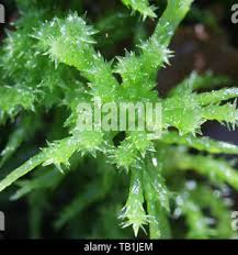 Attēlu rezultāti vaicājumam “Sphagnum squarrosum”