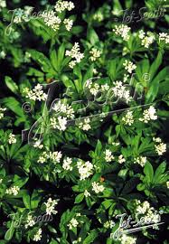 Image result for Galium odoratum