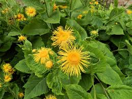 Attēlu rezultāti vaicājumam “Telekia speciosa flower”