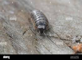 Attēlu rezultāti vaicājumam “Armadillidium pulchellum”