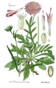 Image result for Knautia arvensis