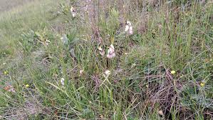 Attēlu rezultāti vaicājumam “Eriophorum latifolium flower”