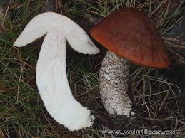 Attēlu rezultāti vaicājumam “Leccinum vulpinum”