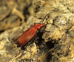 Attēlu rezultāti vaicājumam “Pyrochroa coccinea”